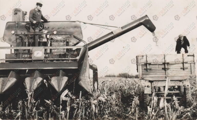 Pročitajte više o članku Na PIK-ovom polju kukuruza